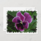 Carte postale Pansy Pictures (Devant / Derrière)