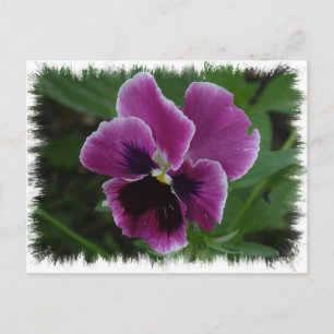 Carte postale Pansy Pictures