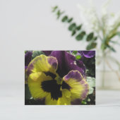 Carte Postale Pansy Spring (Debout devant)