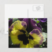 Carte Postale Pansy Spring (Devant / Derrière)