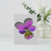 Carte postale Pansy Wild Dark Purple (Debout devant)