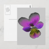 Carte postale Pansy Wild Dark Purple (Devant / Derrière)