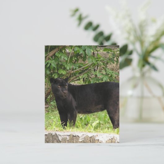 Carte postale Panther (Debout devant)