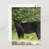 Carte postale Panther (Devant / Derrière)