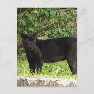 Carte postale Panther