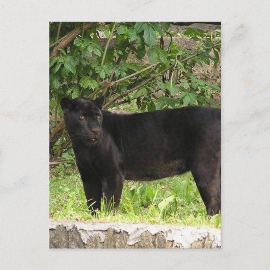 Carte postale Panther (Devant)