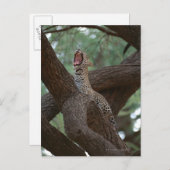 Carte Postale Panther (Devant / Derrière)