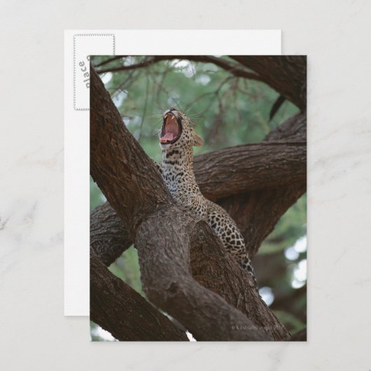 Carte Postale Panther (Devant / Derrière)