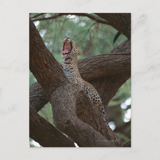 Carte Postale Panther (Devant)