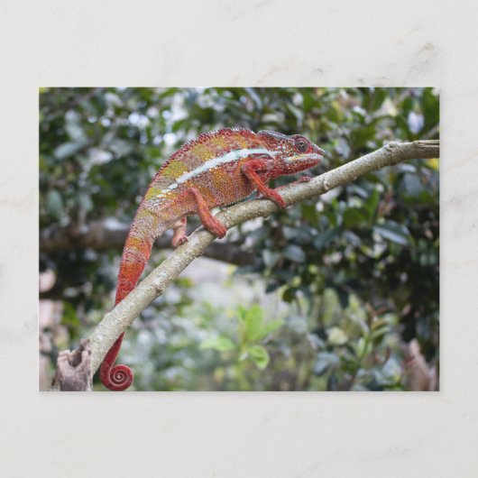 Carte Postale Panther chameleon (Devant)