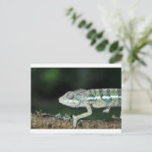 Carte Postale panther chameleon (Debout devant)