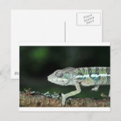 Carte Postale panther chameleon (Devant / Derrière)