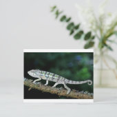 Carte Postale panther chameleon (Debout devant)