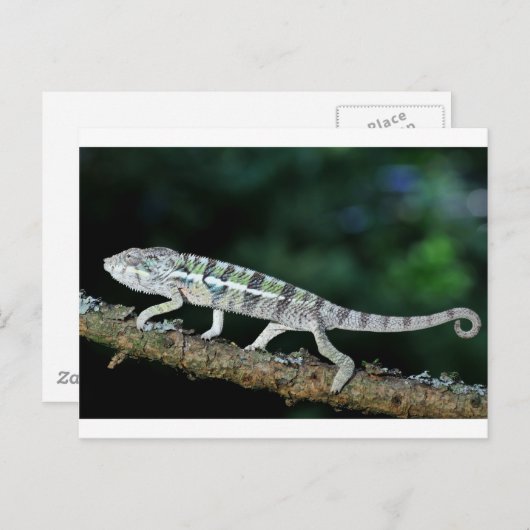 Carte Postale panther chameleon (Devant / Derrière)