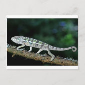 Carte Postale panther chameleon (Devant)