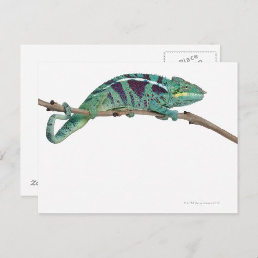 Carte Postale Panther Chameleon Nosy Be (Furcifer pardalis) (Devant / Derrière)