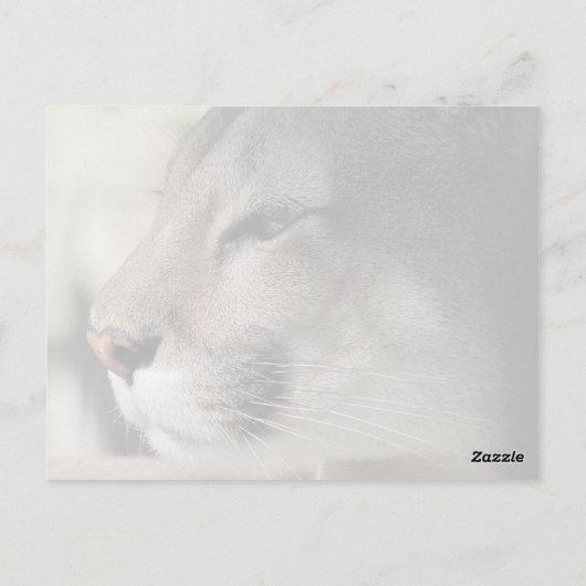 Carte Postale Panthère de la Floride (Dos)