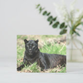 Carte Postale Panthère noire (Debout devant)