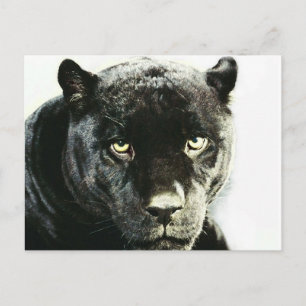 Carte Postale Panthère noire Jaguar