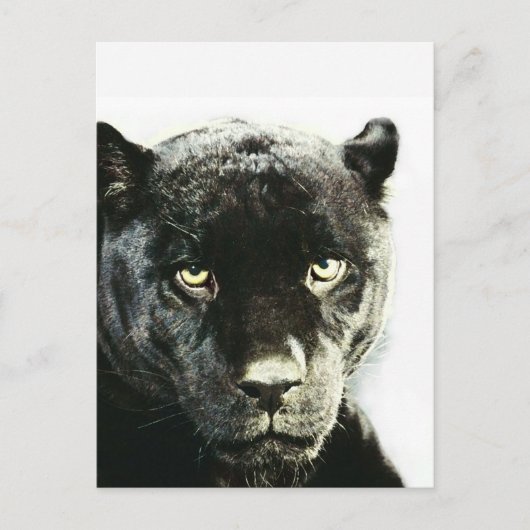 Carte Postale Panthère noire Jaguar (Devant)