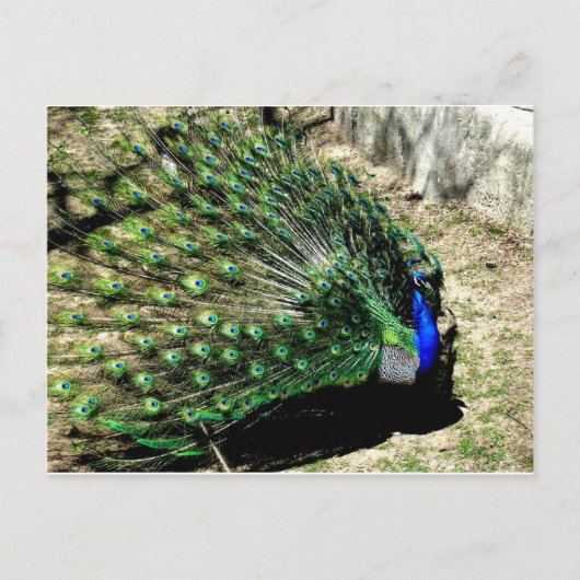Carte Postale Paon (Devant)