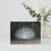 Carte Postale paon (Debout devant)