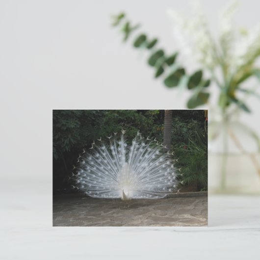 Carte Postale paon (Debout devant)