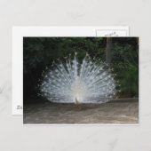 Carte Postale paon (Devant / Derrière)