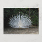 Carte Postale paon (Devant)