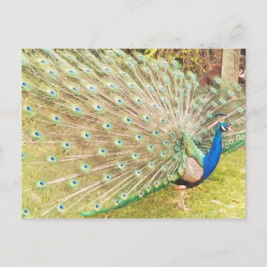 Carte Postale paon (Devant)