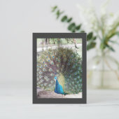 Carte Postale paon (Debout devant)