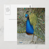 Carte Postale paon (Devant / Derrière)