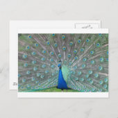 Carte Postale paon (Devant / Derrière)