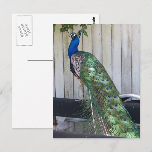 Carte Postale Paon (Devant / Derrière)