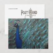 Carte Postale Paon (Devant / Derrière)