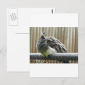 Carte Postale paon (Devant / Derrière)