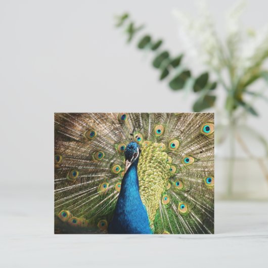 Carte Postale paon-377 (Debout devant)