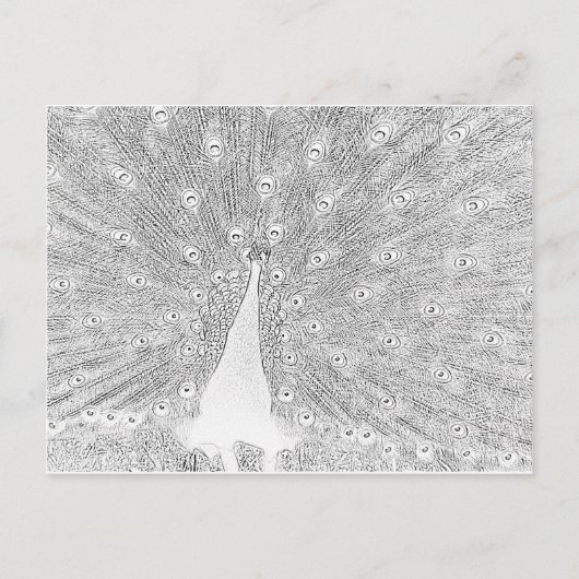 Carte postale - Paon à colorier (Devant)