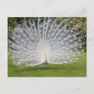 Carte Postale Paon albinos déploie ses plumes