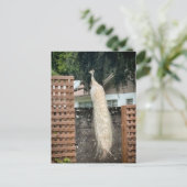 Carte Postale Paon blanc (Debout devant)