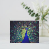 Carte Postale Paon bleu cobalt (Debout devant)