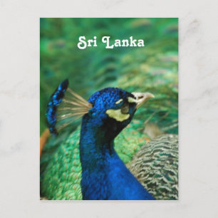 Carte Postale Paon du Sri Lanka