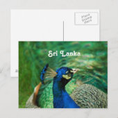 Carte Postale Paon du Sri Lanka (Devant / Derrière)