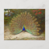 Carte Postale Paon et papillon Paon, Illustration d'art (Devant)