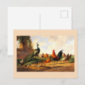 Carte Postale Paon et poules (Devant / Derrière)