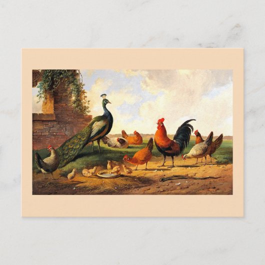Carte Postale Paon et poules (Devant)