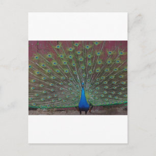 Carte Postale paon heureux
