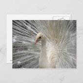 Carte Postale Paon impérial (Devant / Derrière)