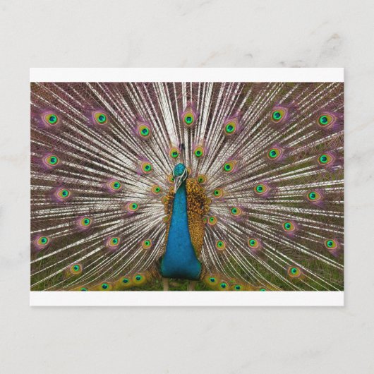 Carte Postale Paon paisible (Devant)