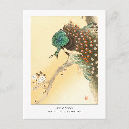 Carte Postale Paon sur le cerisier en fleurs - Ohara Koson + (Devant)